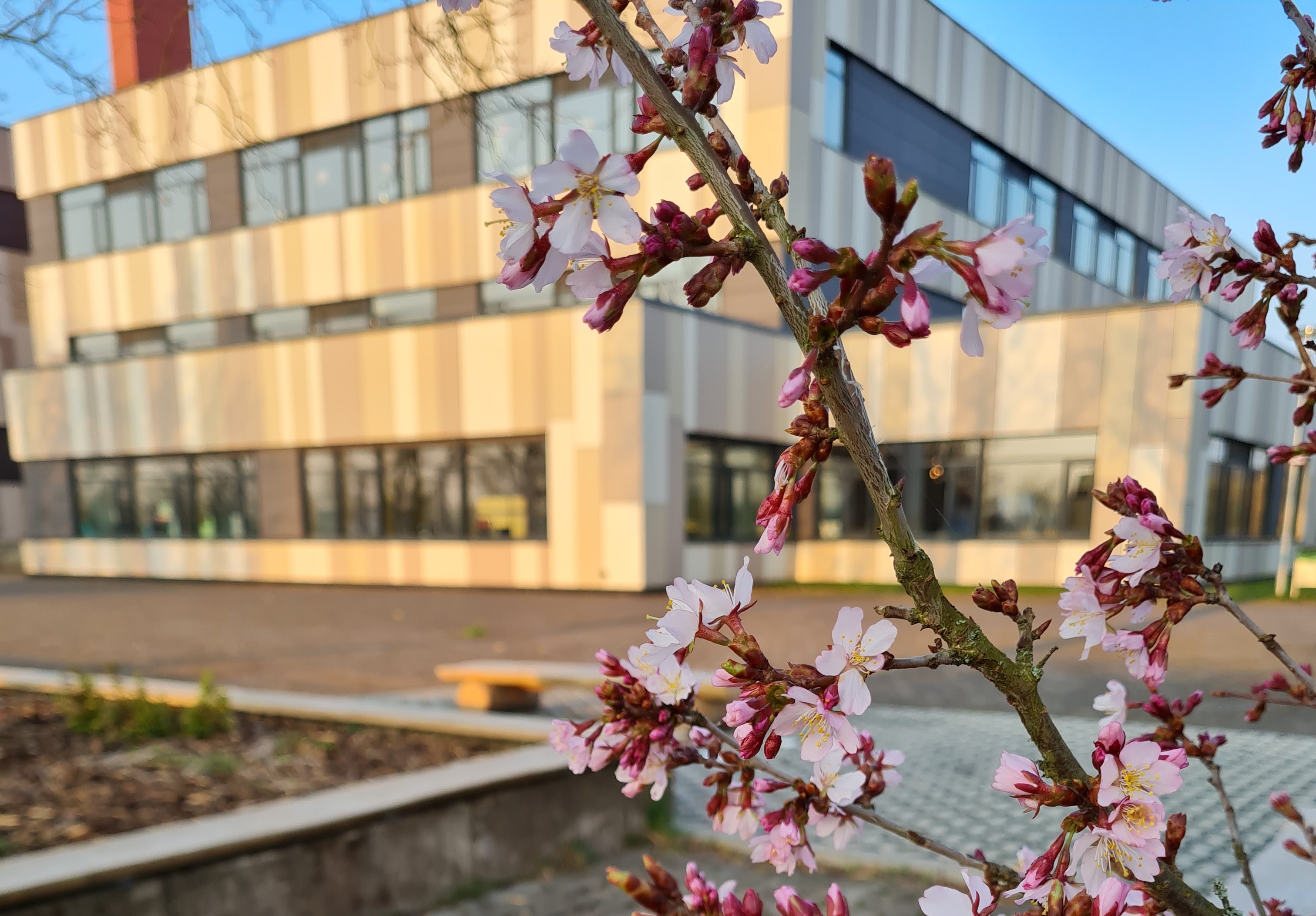 Frühling GSN